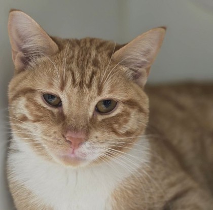 Brick Kershaw - adopt with Thorn photo