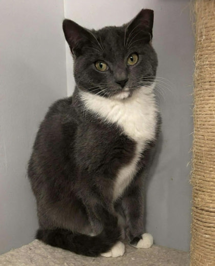 Porsche Stanton - adopt with Aston photo