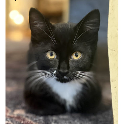 Hank Wayside, needs young cat buddy photo