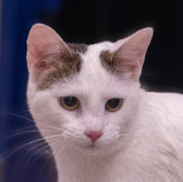 Ben Catfleck Kershaw photo