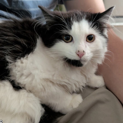 Minnie May, adopt with Mickey photo