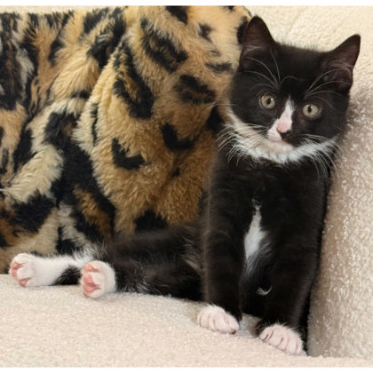 Colson Bleeker- needs a young cat buddy photo