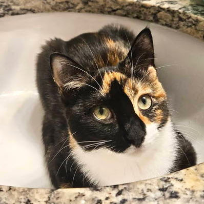 Thorn Kershaw - adopt with Brick photo