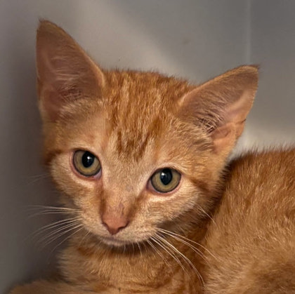 Fiona, adopt w Frito photo