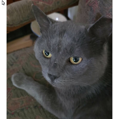 Jonathan Tainter FIV+ photo