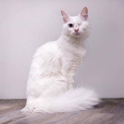 Dj Katter (one eye) photo