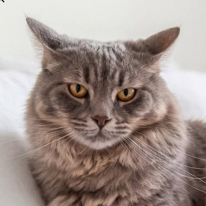 Holly Katter, FIV+ photo