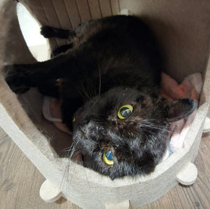 Night Gibbs - FIV+ photo