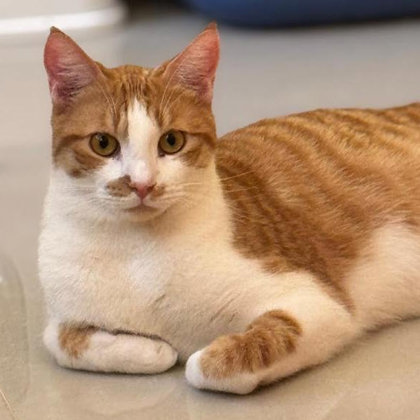 Miska Katter photo