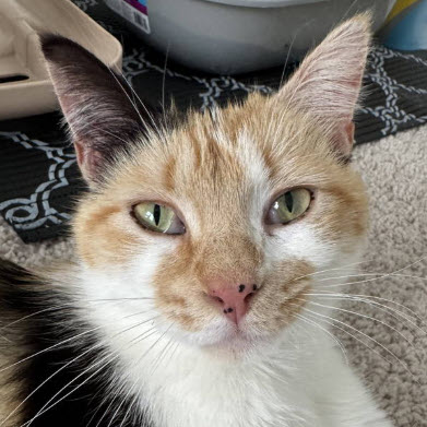 Harmony Kershaw photo