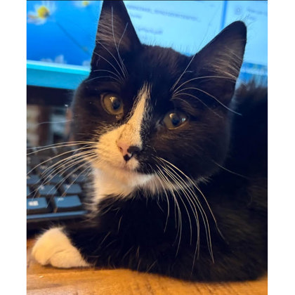 Fitz Colleen - adopt with Audrey photo