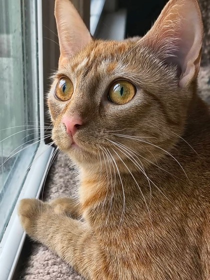 Loophole Kershaw photo