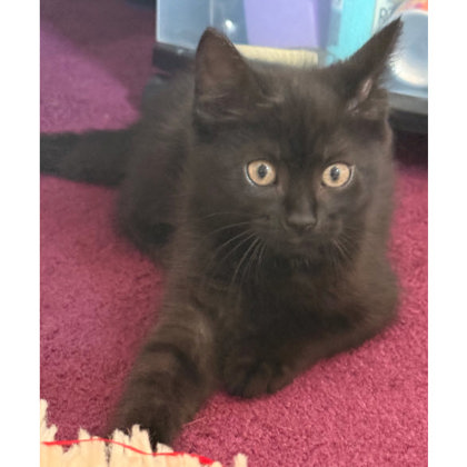 Levi Bleeker- needs a young cat buddy photo