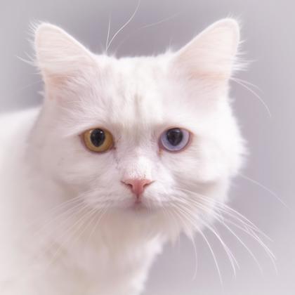 Snowy Katter photo