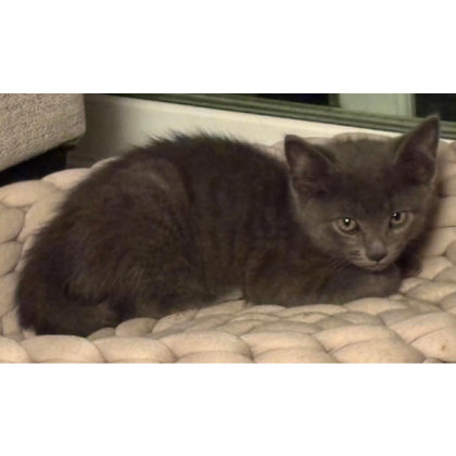Yuzu Bleeker, adopt with Goji photo