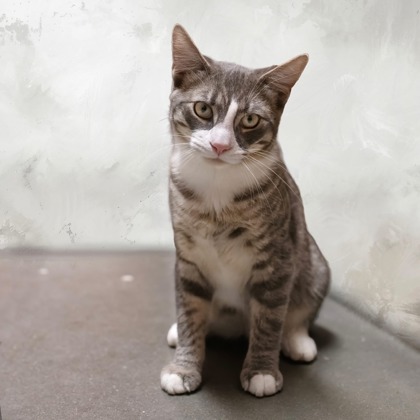 Oslo Endicott, needs a playful buddy photo