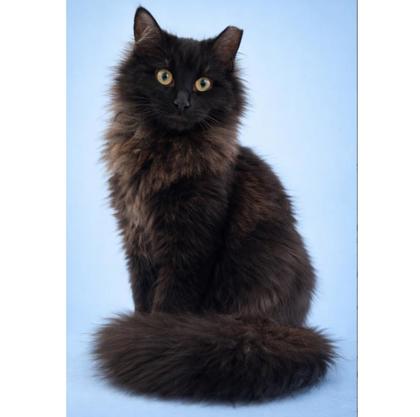 Robin Gibbs - adopt with Maurice photo