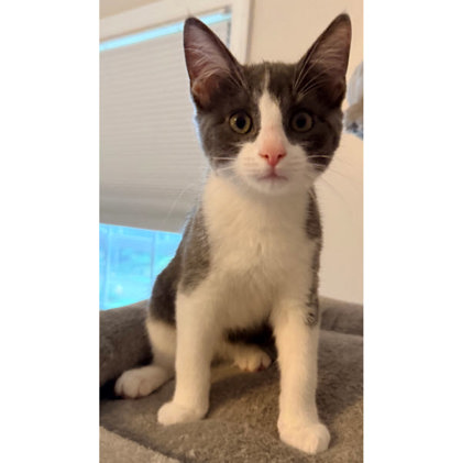 Greyson Cottage, adopt with Charli photo