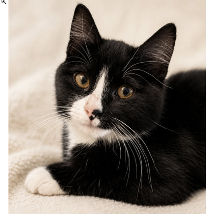 Fitz Colleen - adopt with Kiwi photo