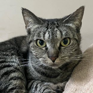 Chubbi Litchfield photo