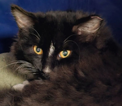 Maurice Gibbs - must adopt with Robin photo