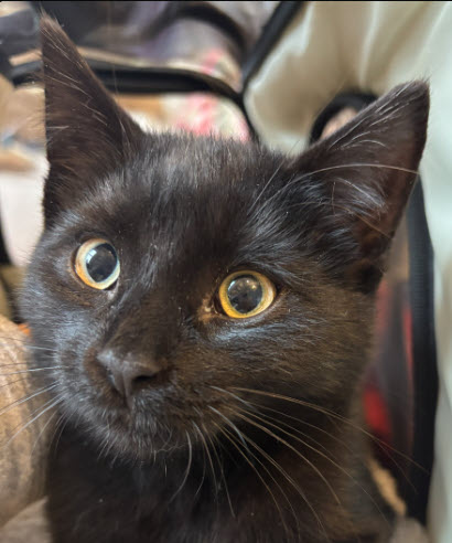 Bentley Stanton - must adopt with Ferrari photo