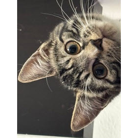 Italy Angel - needs a cat buddy photo