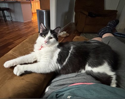 Puffball Burg - adopt with Blewit photo