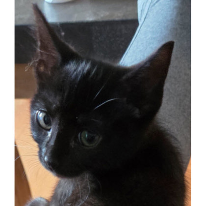 Oscar Everett, adopt with Teddy and Muffy photo
