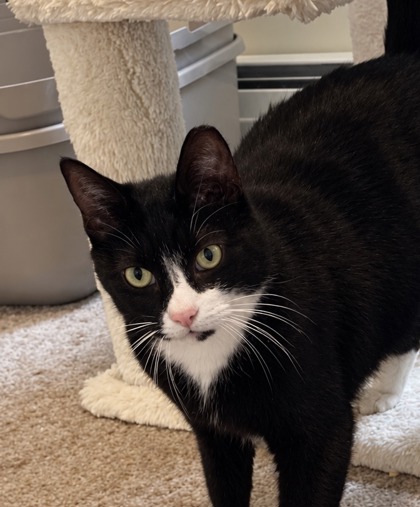 Brody Ashby, adopt with Felix photo