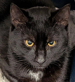 Phantom Hudson - adopt with Vader photo