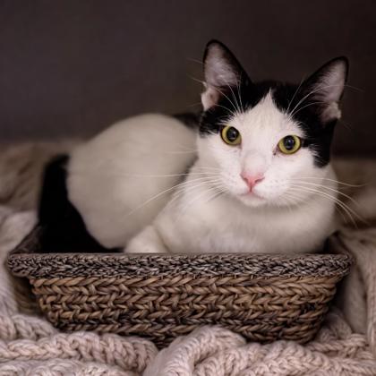 Matisse Katter photo