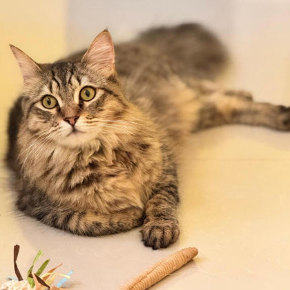 Ambrose Katter photo