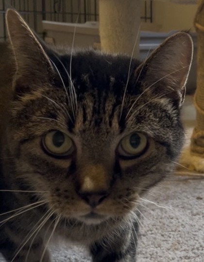 Felix Ashby, adopt with Brody photo