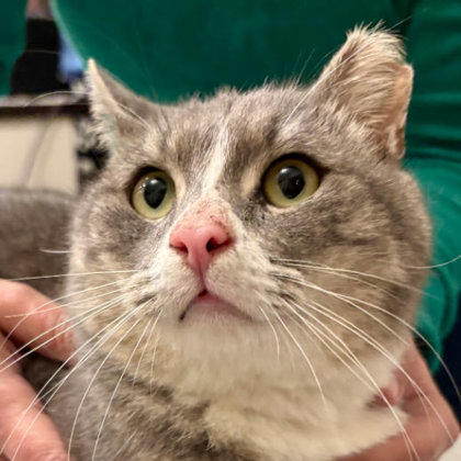 Lemur Kershaw (FIV+) photo