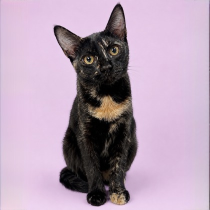 Audrey Colleen - needs cat buddy photo