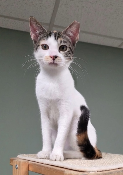 Maple Reyes - must adopt with Froggy photo