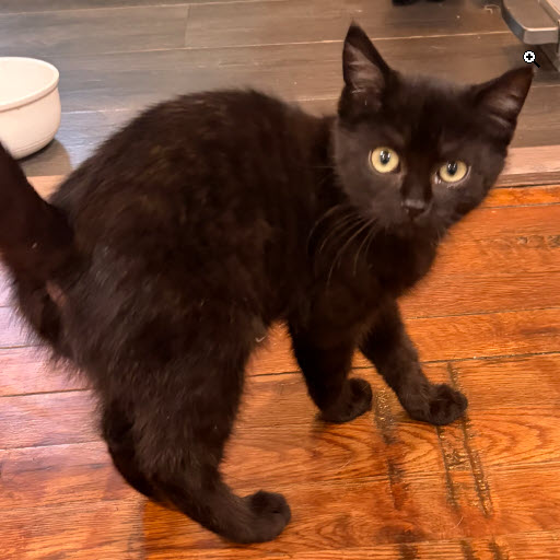 Kenny Wayside (adopt as one of a pair) photo