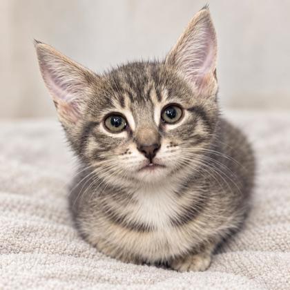Blinky Florence, adopt with a sibling photo