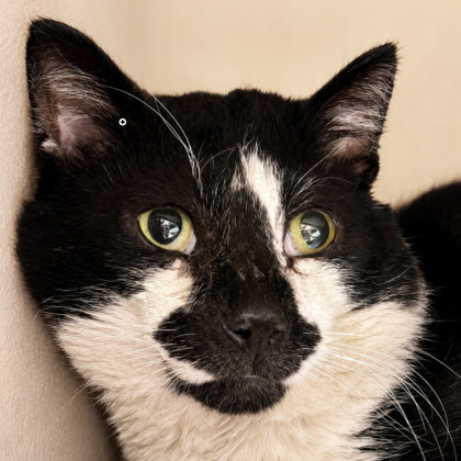 Goose , FIV+ photo