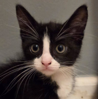 Pixie Farm, adopt with Luna photo