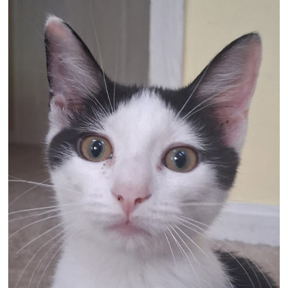Cowgirl Everett - adopt with a sibling photo