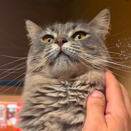 Holly Katter, FIV+ photo