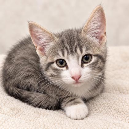 Pinky Florence, adopt with a sibling photo