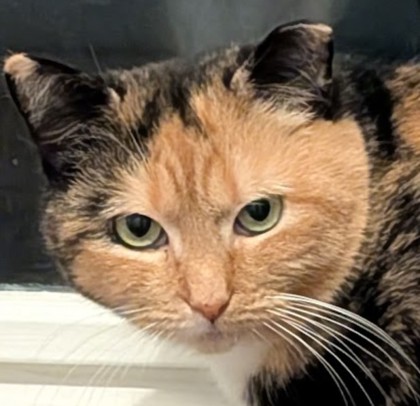 Lorraine Cutoff photo