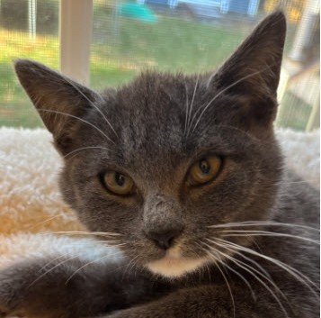 Maserati Stanton - must adopt with Lotus photo