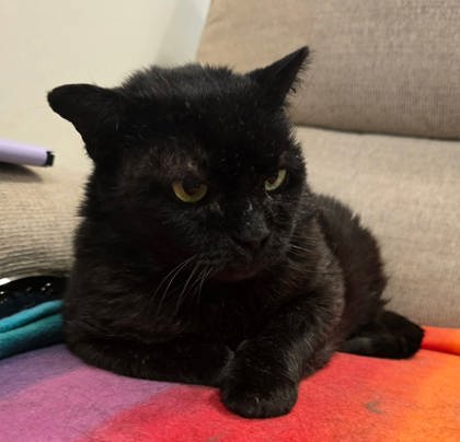 Night Gibbs - FIV+ photo