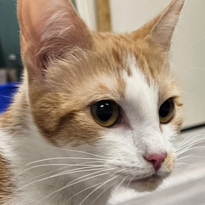 Colvey Normandy photo