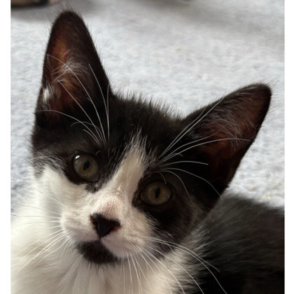 Mist Morse, adopt with a sibling photo