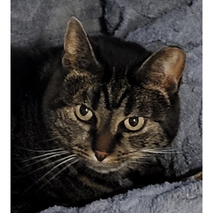 Cindy Green, work-in-progress cat photo